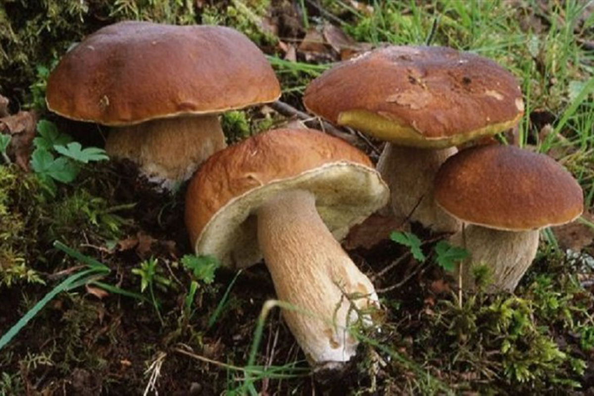 4 funghi porcini