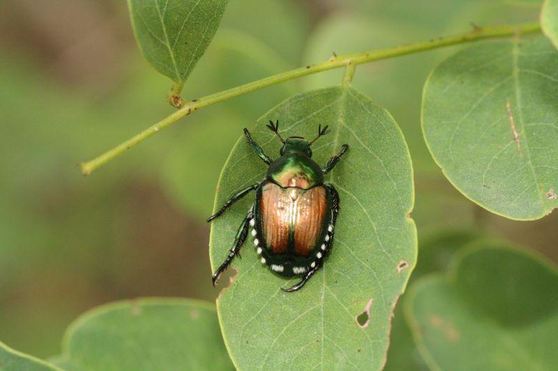 Primo piano della Popillia japonica Newman, coleottero invasivo noto come scarabeo giapponese, posato su una foglia verde. L’insetto presenta il capo e il torace di colore verde metallico brillante, con elitre ramate dai riflessi bronzei. Ai lati dell’addome sono visibili piccoli ciuffi bianchi caratteristici della specie. Le zampe sottili e scure si appoggiano alla superficie della foglia, mentre sullo sfondo compaiono altre foglie verdi sfocate, illuminate da luce naturale.